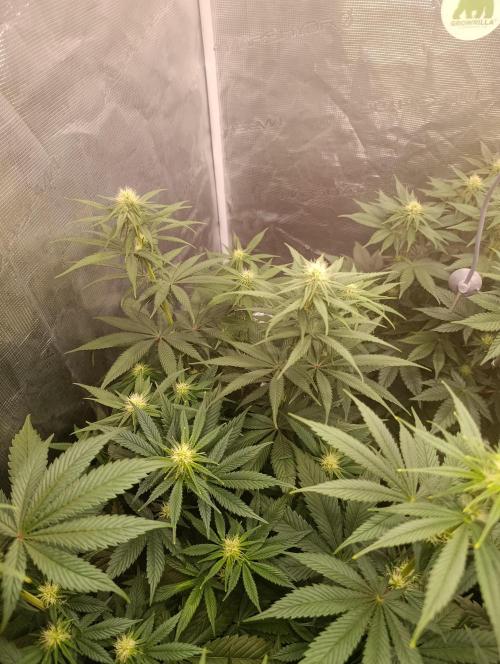 Malasana cookies/Exotic seeds. Week 8