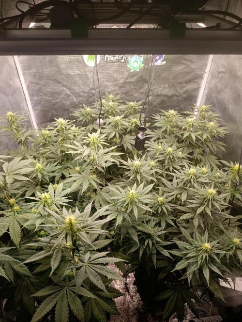 Malasana cookies/Exotic seeds. Week 8