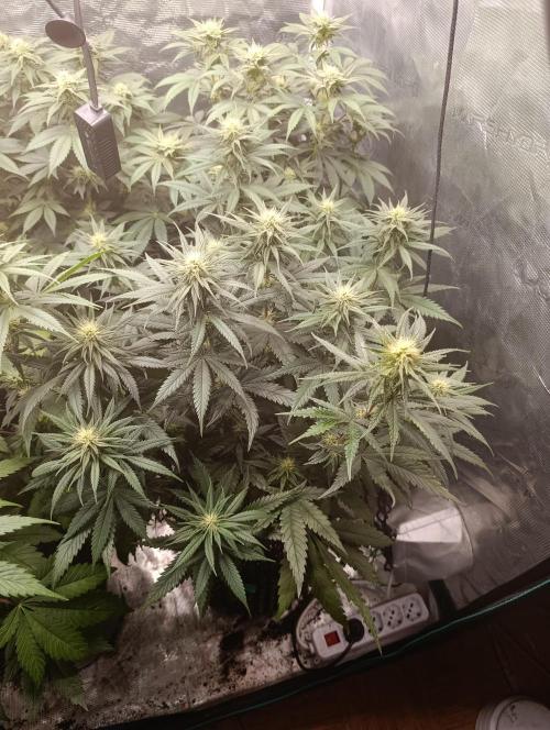 Malasana cookies/Exotic seeds. Week 8