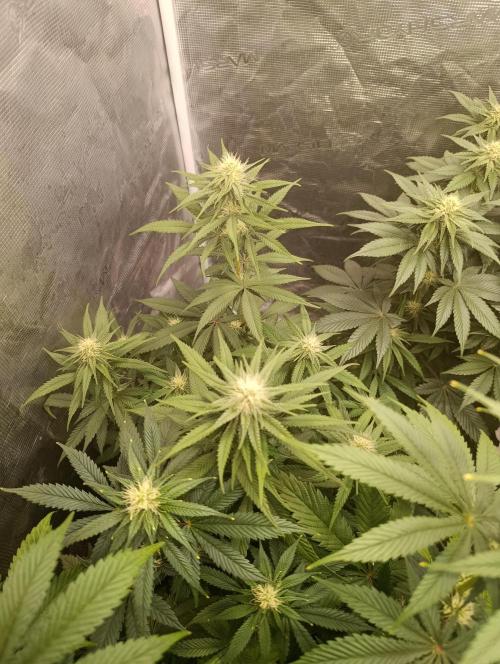 Malasana cookies/Exotic seeds. Week 8