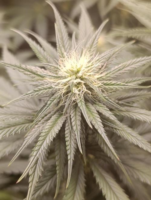 Malasana cookies/Exotic seeds. Week 8