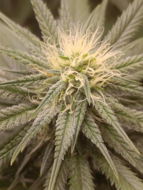 Malasana cookies/Exotic seeds. Week 8