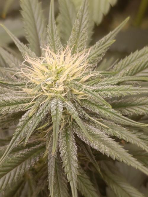 Malasana cookies/Exotic seeds. Week 8