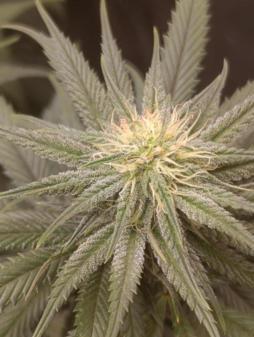 Malasana cookies/Exotic seeds. Week 8