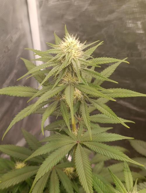 Malasana cookies/Exotic seeds. Week 8