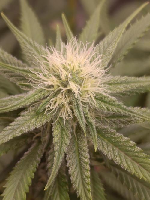 Malasana cookies/Exotic seeds. Week 8