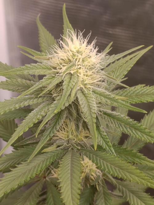 Malasana cookies/Exotic seeds. Week 8