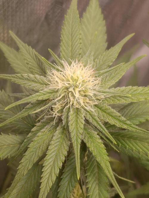 Malasana cookies/Exotic seeds. Week 8