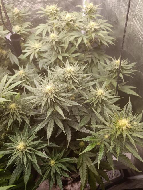 Malasana cookies/Exotic seeds. Week 8