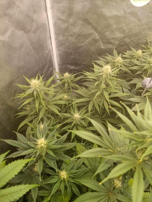 Malasana cookies/Exotic seeds. Week 8