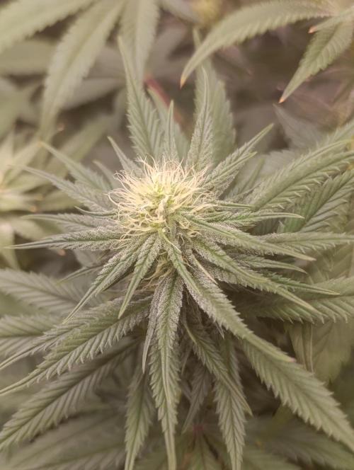 Malasana cookies/Exotic seeds. Week 8