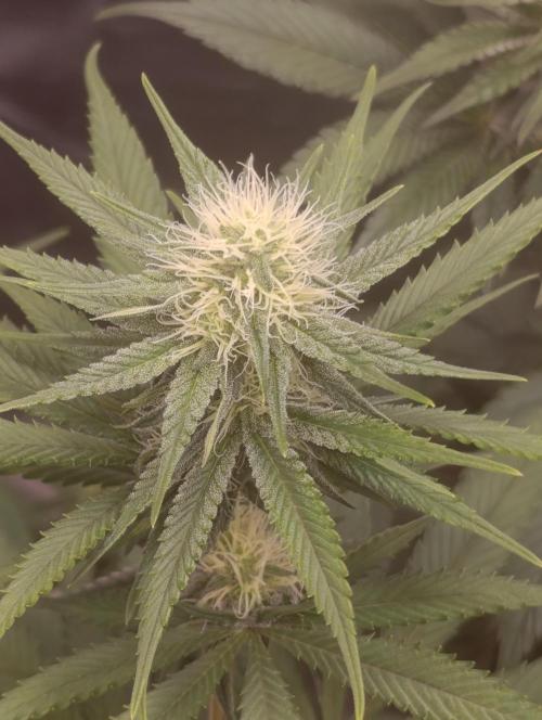 Malasana cookies/Exotic seeds. Week 8