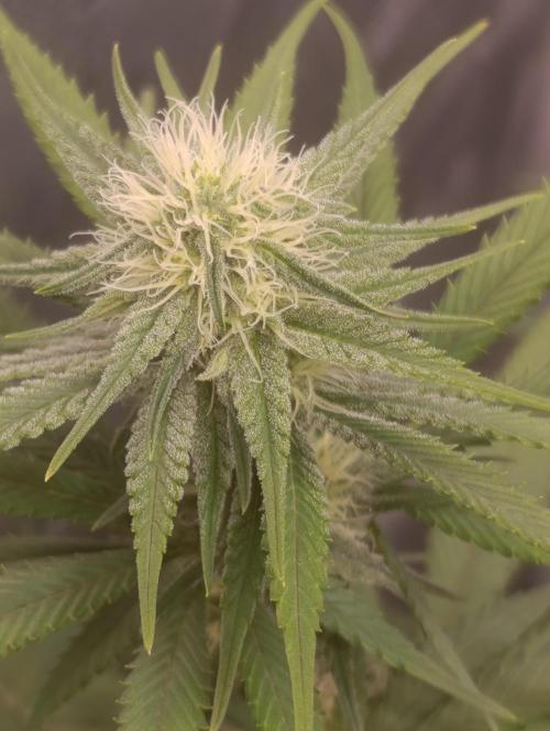 Malasana cookies/Exotic seeds. Week 8
