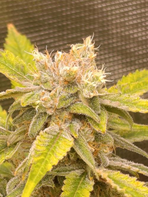 Smashberry Fumez Anesia DWC. Week 15