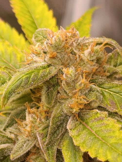Smashberry Fumez Anesia DWC. Week 15