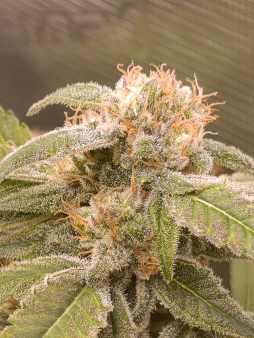 Smashberry Fumez Anesia DWC. Week 15