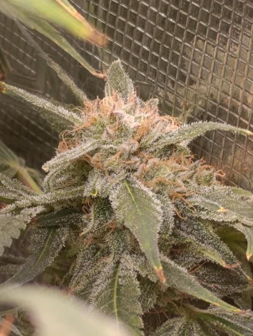 Smashberry Fumez Anesia DWC. Week 15