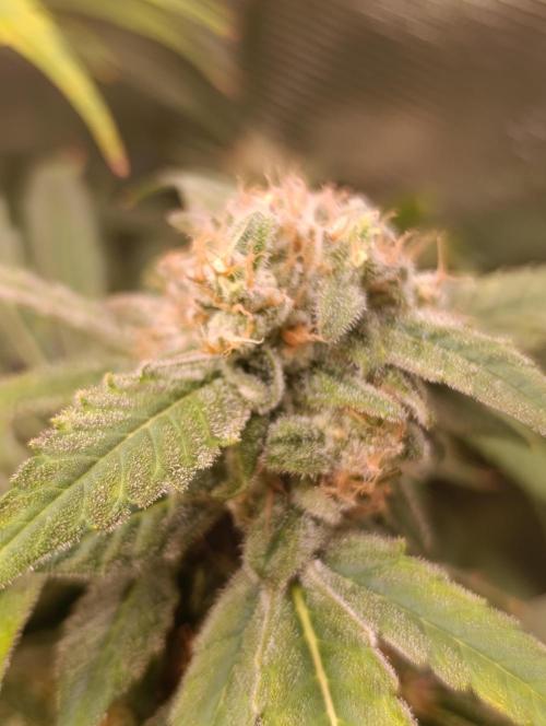 Smashberry Fumez Anesia DWC. Week 15