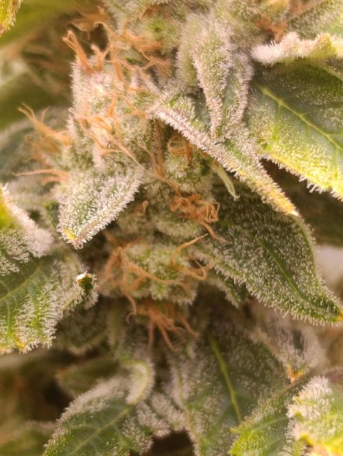 Smashberry Fumez Anesia DWC. Week 15