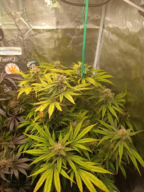 Smashberry Fumez Anesia DWC. Week 15