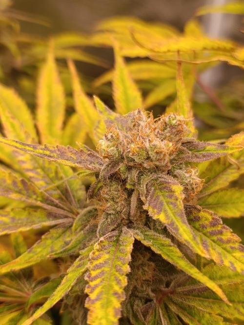Smashberry Fumez Anesia DWC. Week 15