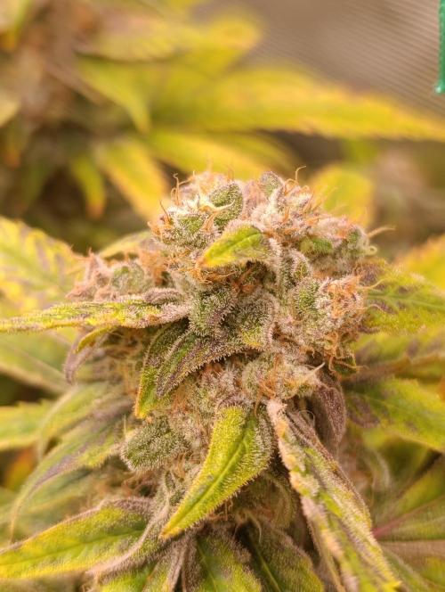 Smashberry Fumez Anesia DWC. Week 15