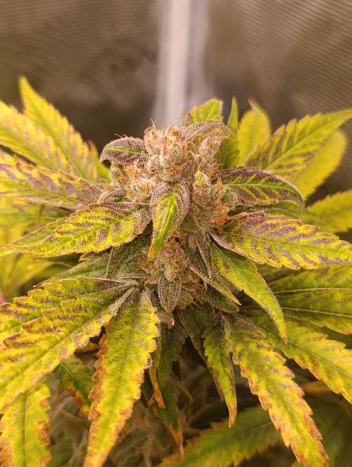 Smashberry Fumez Anesia DWC. Week 15