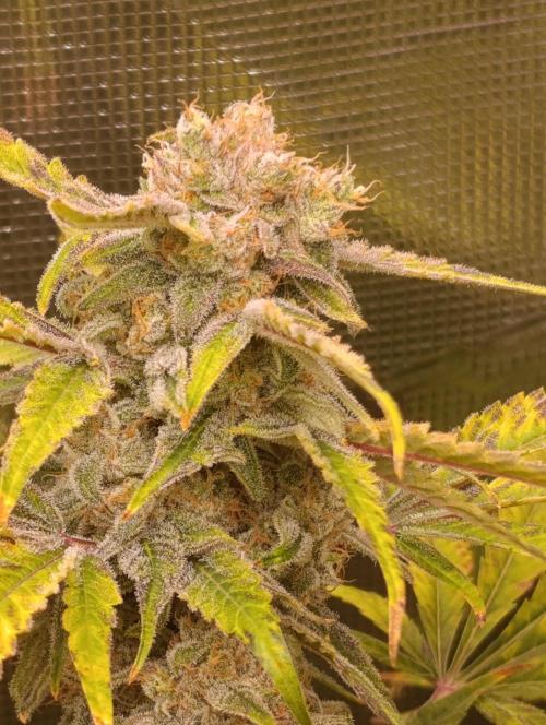 Smashberry Fumez Anesia DWC. Week 15