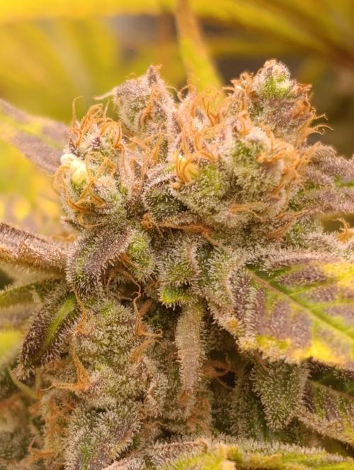 Smashberry Fumez Anesia DWC. Week 15