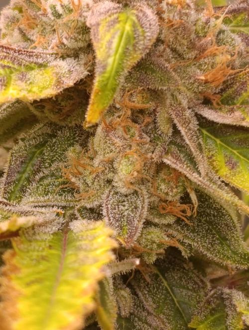Smashberry Fumez Anesia DWC. Week 15