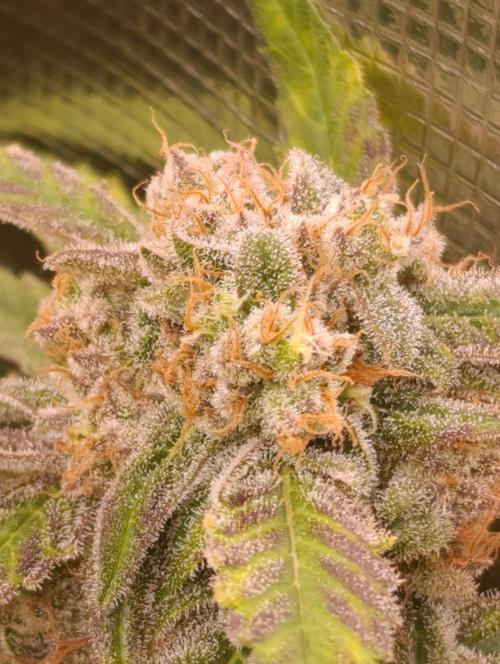 Smashberry Fumez Anesia DWC. Week 15