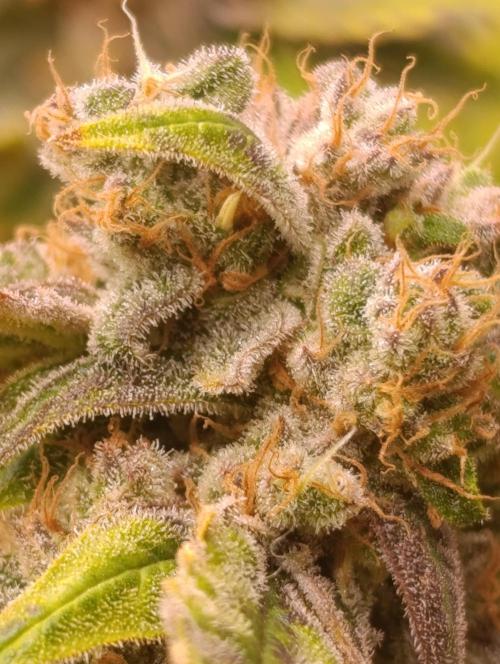Smashberry Fumez Anesia DWC. Week 15