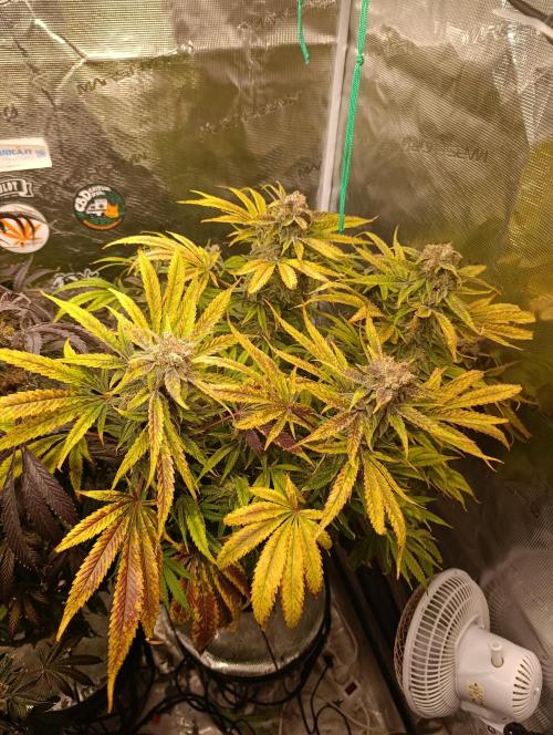 Smashberry Fumez Anesia DWC. Week 15