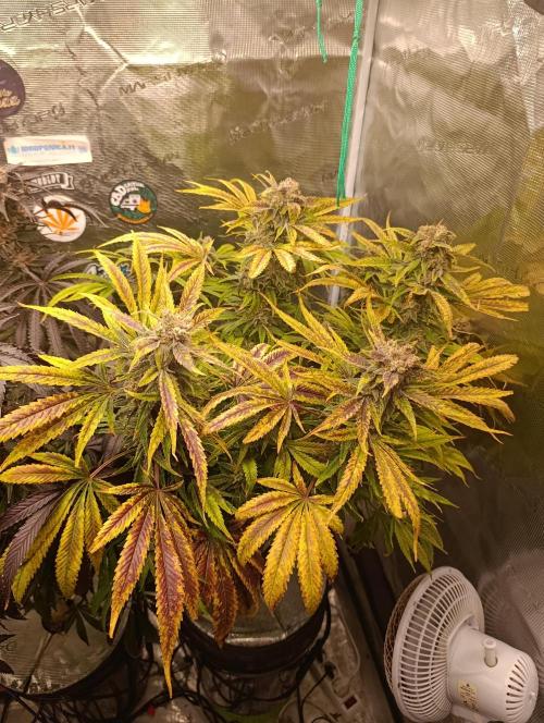 Smashberry Fumez Anesia DWC. Week 15