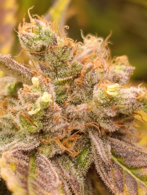 Smashberry Fumez Anesia DWC. Week 15