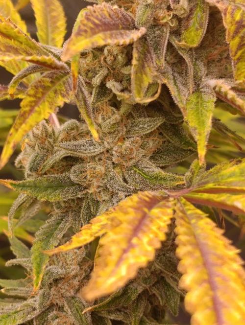 Smashberry Fumez Anesia DWC. Week 15