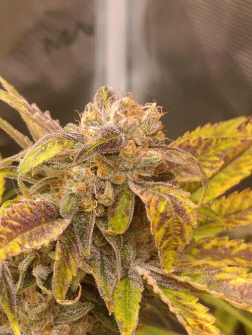 Smashberry Fumez Anesia DWC. Week 15