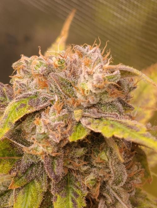 Smashberry Fumez Anesia DWC. Week 15