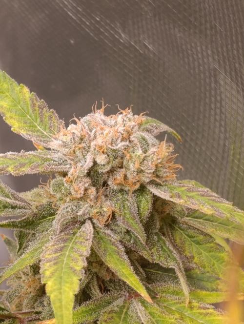Smashberry Fumez Anesia DWC. Week 15