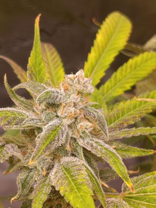 Smashberry Fumez Anesia DWC. Week 15