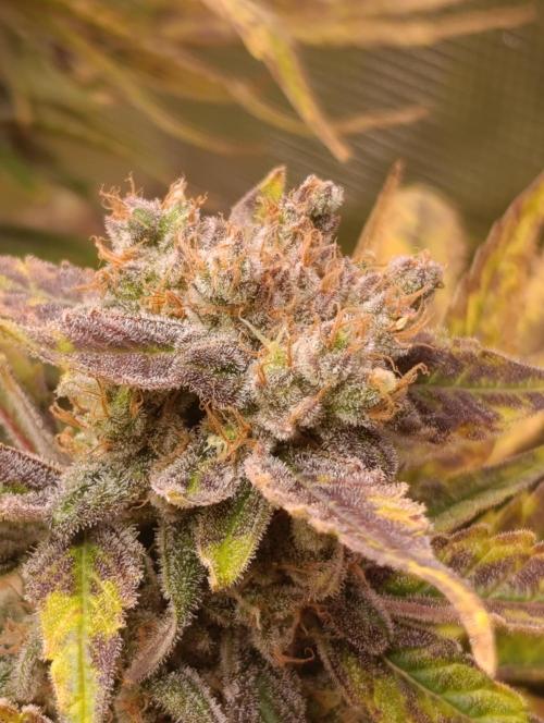 Smashberry Fumez Anesia DWC. Week 15