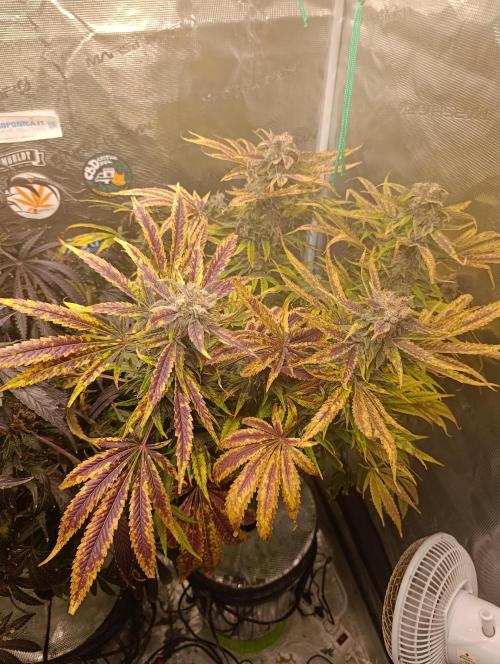 Smashberry Fumez Anesia DWC. Week 15