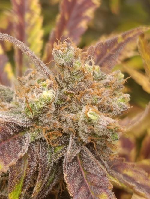 Smashberry Fumez Anesia DWC. Week 15