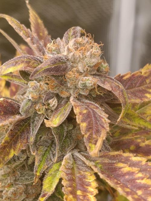 Smashberry Fumez Anesia DWC. Week 15