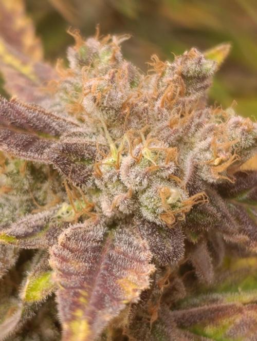 Smashberry Fumez Anesia DWC. Week 15