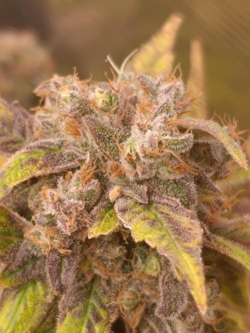 Smashberry Fumez Anesia DWC. Week 15