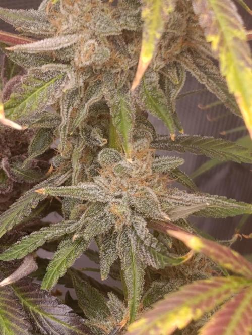 Smashberry Fumez Anesia DWC. Week 15