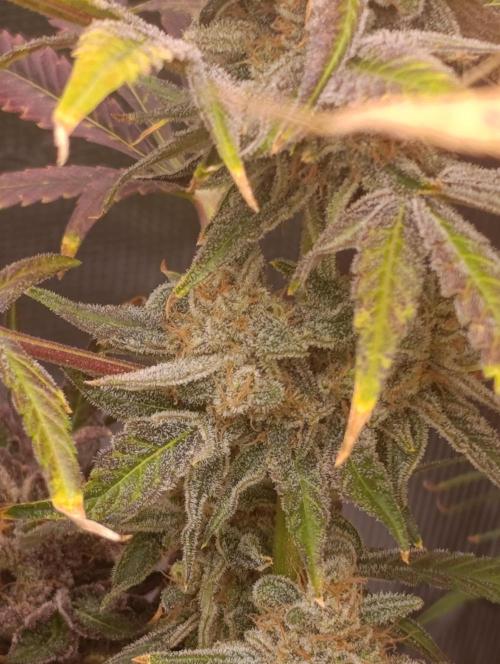 Smashberry Fumez Anesia DWC. Week 15
