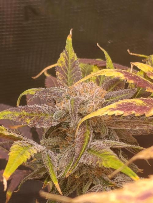 Smashberry Fumez Anesia DWC. Week 15