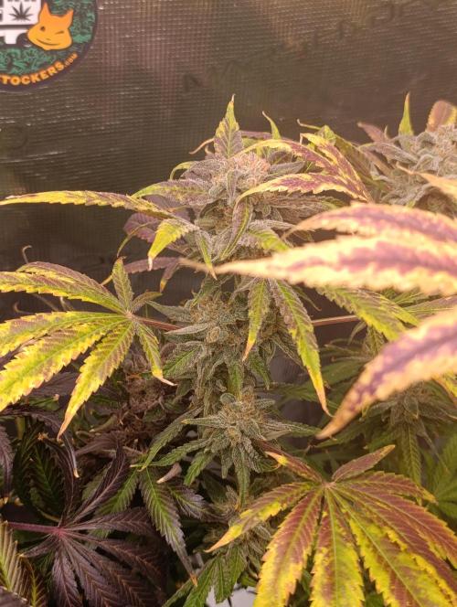 Smashberry Fumez Anesia DWC. Week 15